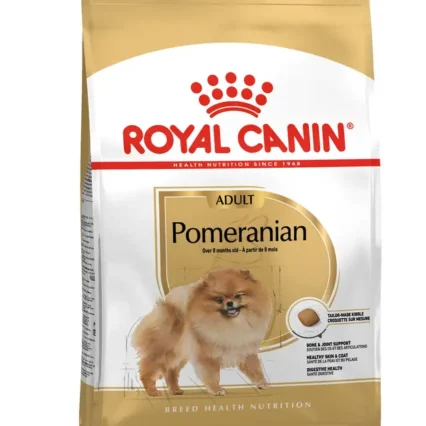 RC Spitz adulte pomeranian 1,5 kg