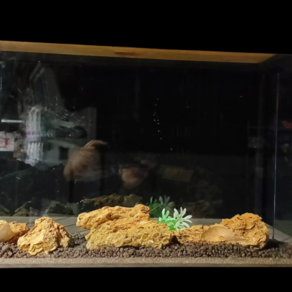 Grand Aquarium en verre special 56cm x 20cm x 35cm